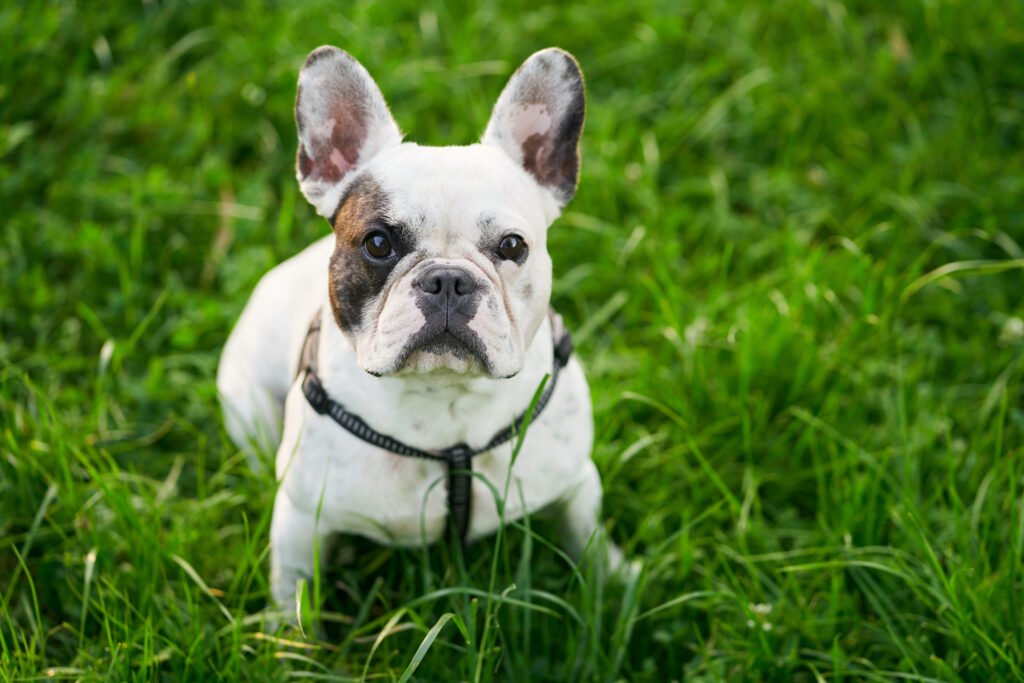 English bulldog for sale in Mobile