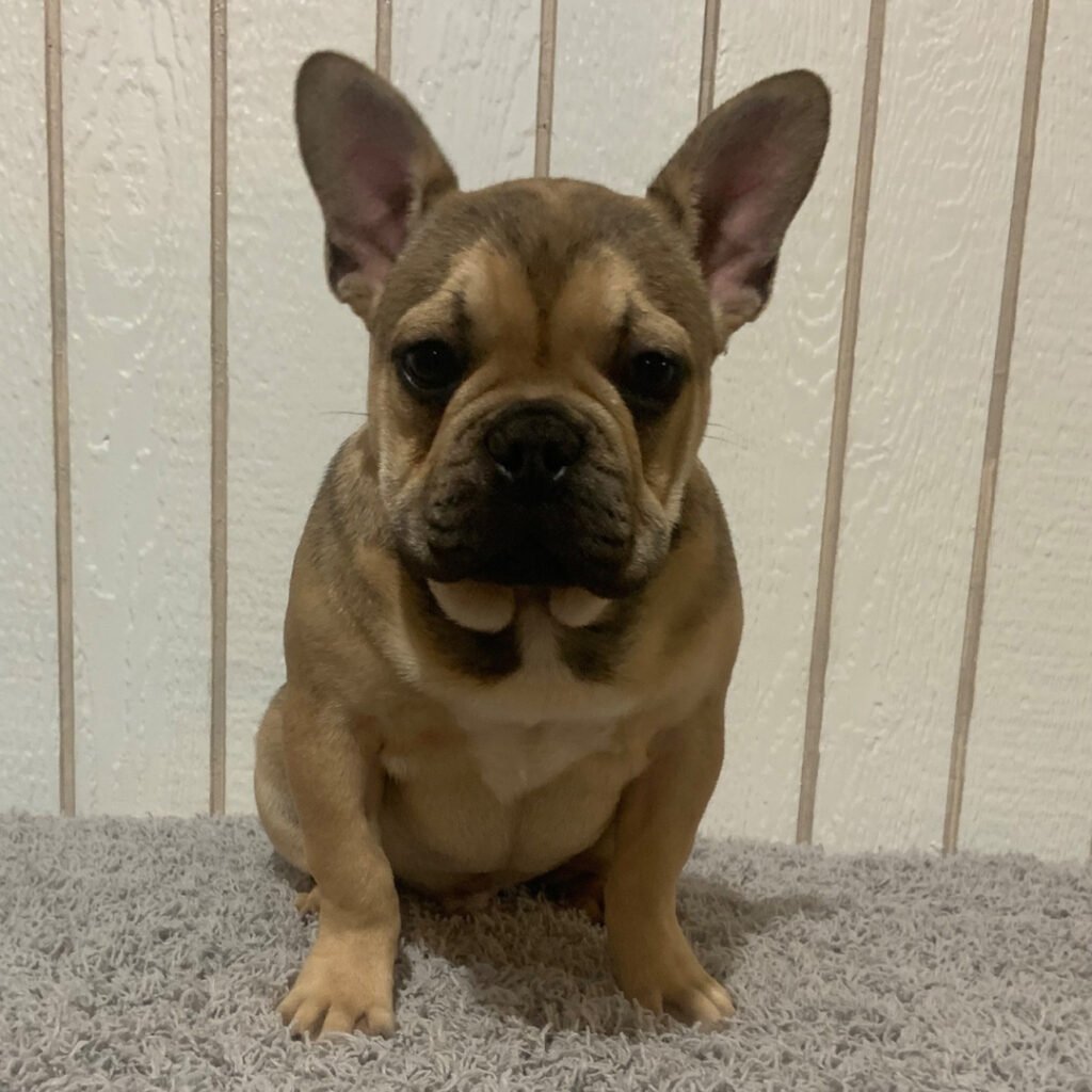 French bulldog for sale in Stockholm