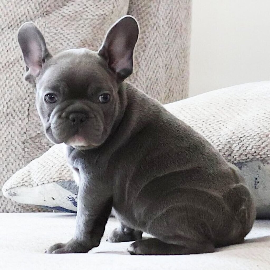 English bulldog for sale in Kenai