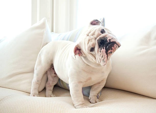 French bulldog for sale in SantaCatarina