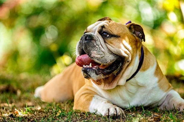 English bulldog for sale in ChulaVista