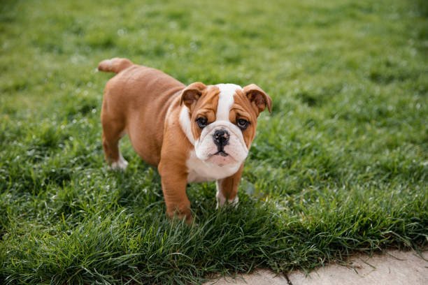 French bulldog for sale in Chaco