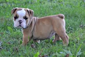 English bulldog for sale in Massachusetts