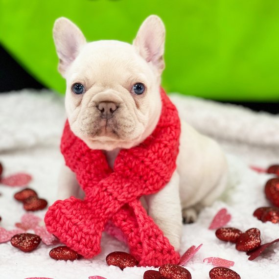 french-bulldog