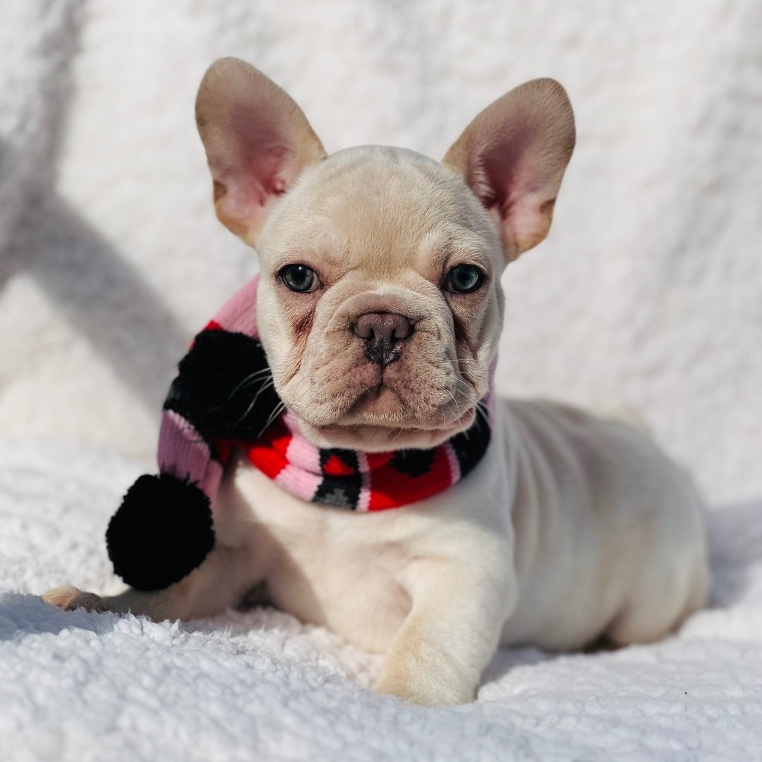 french-bulldog