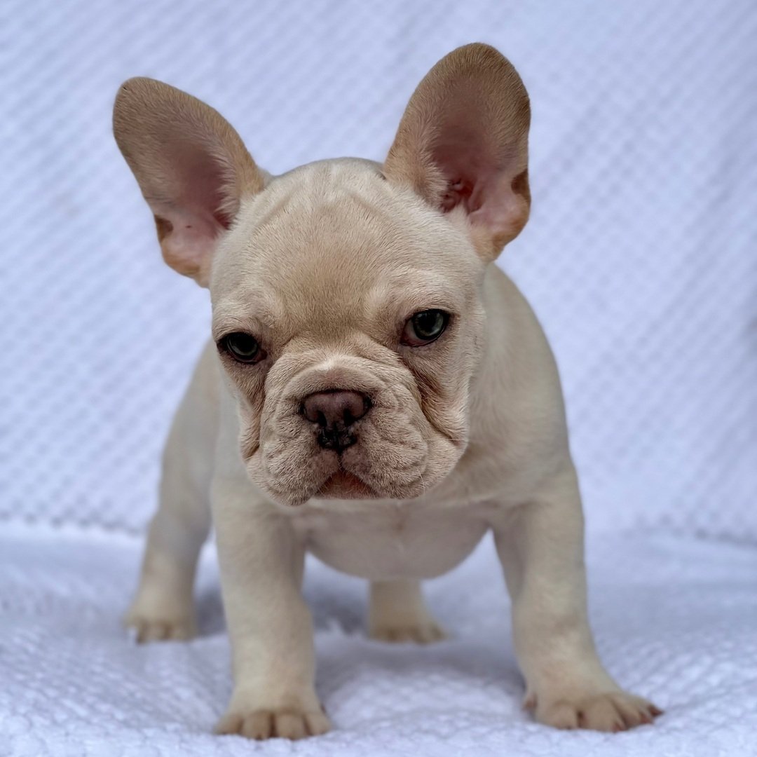 french-bulldog