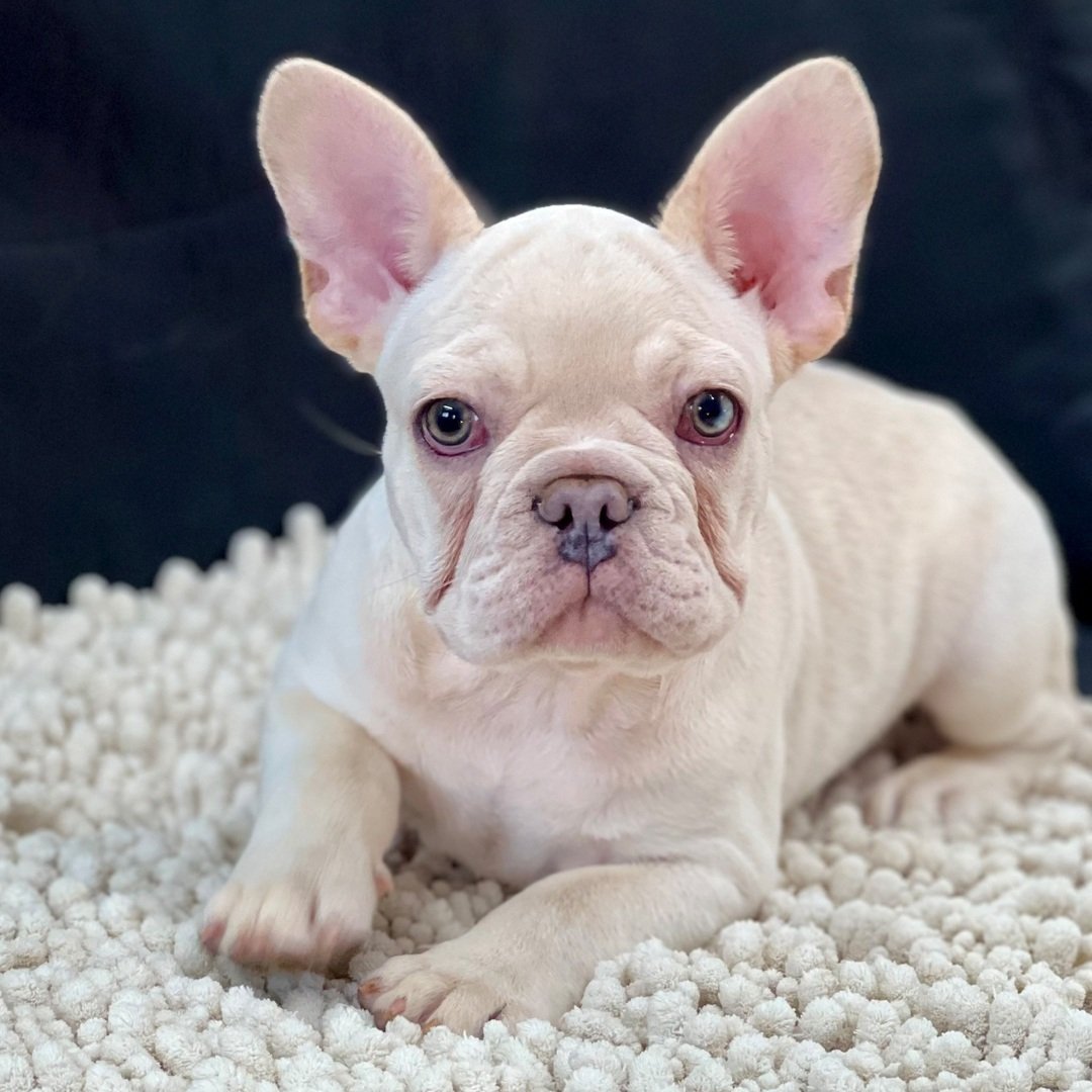 french-bulldog